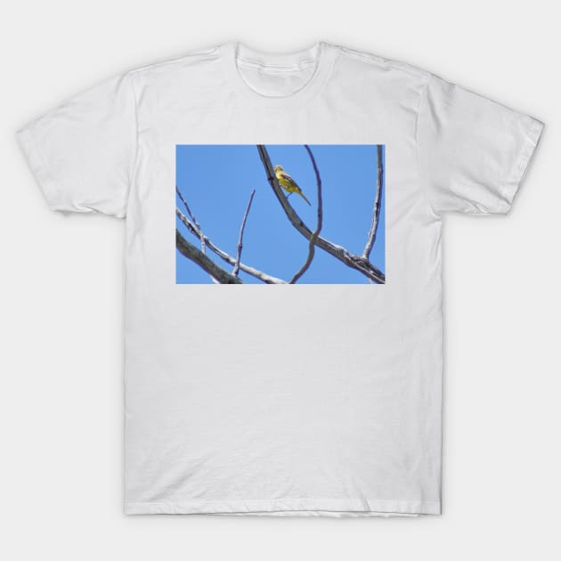 ali meadowlark T-Shirt by pcfyi